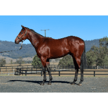 Acrobat x Fortune Smiles