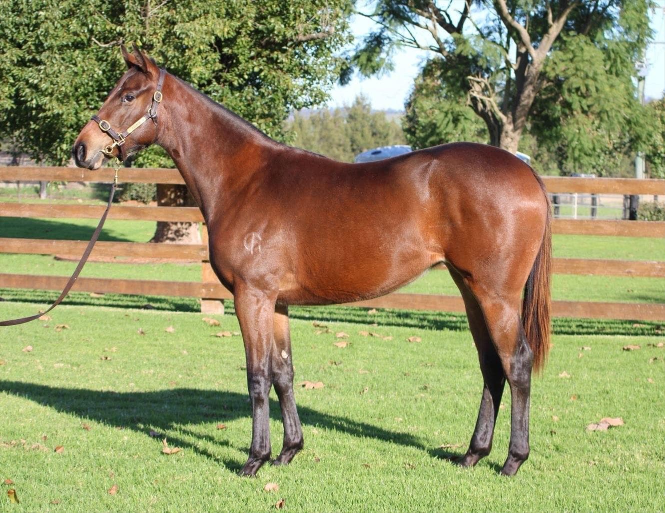 Blue Point x La Diva